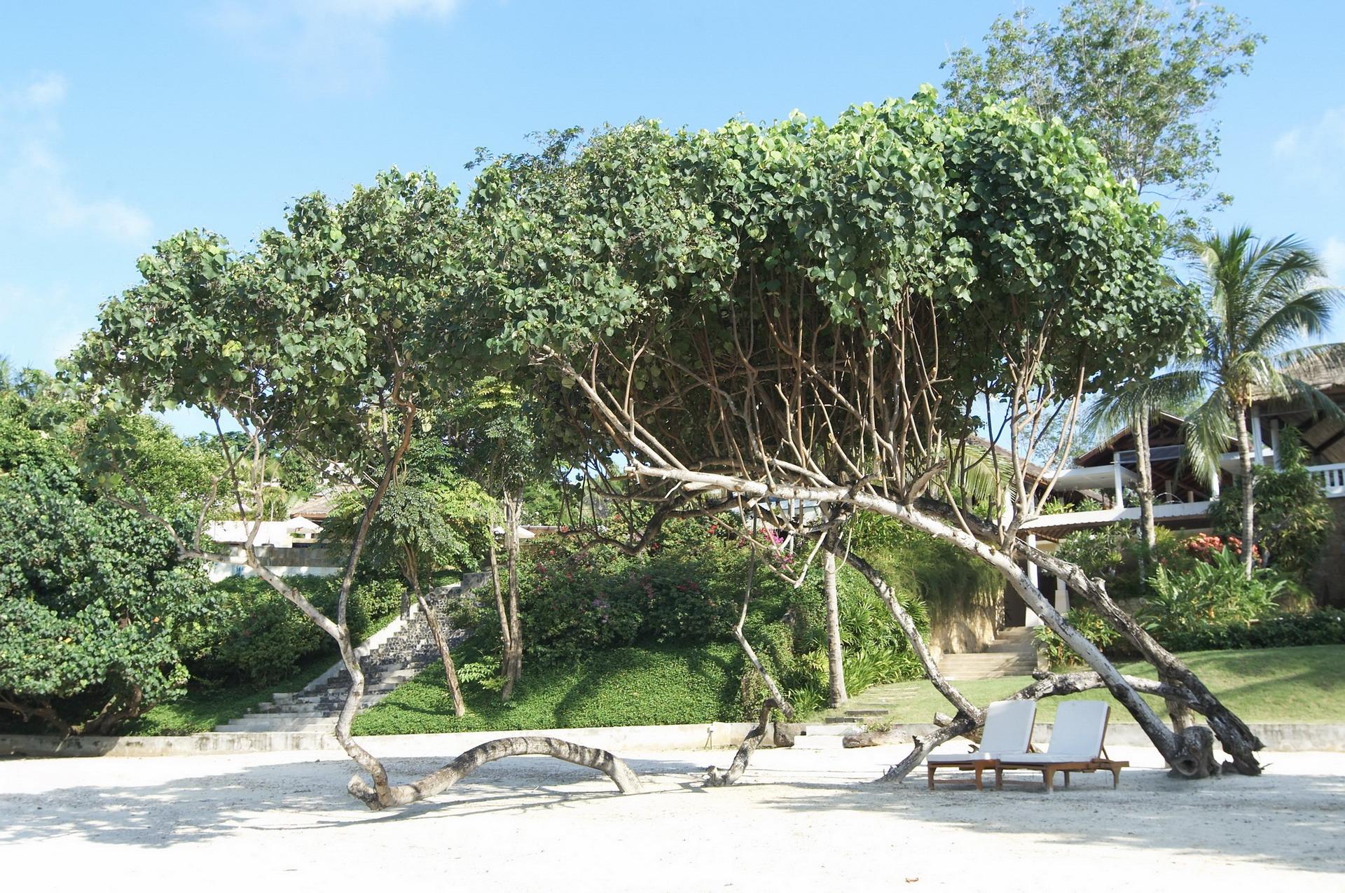 Chandara Resort & Spa, Phuket - Sha Plus Eksteriør billede